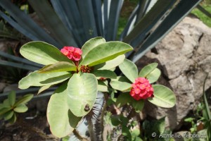 Guadeloupe Août 2015-02829     